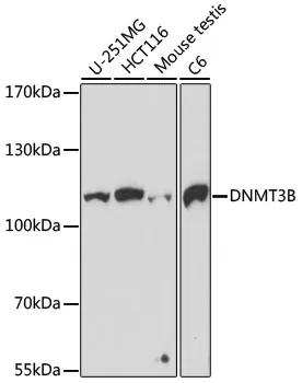 DNMT3B Polyclonal Antibody - image 1