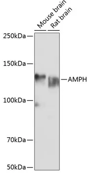 AMPH Polyclonal Antibody - image 1
