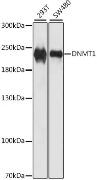 (KO Validated) DNMT1 Polyclonal Antibody - image 1