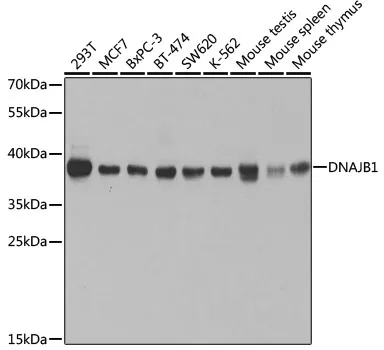 (KO Validated) DNAJB1 Polyclonal Antibody - image 1