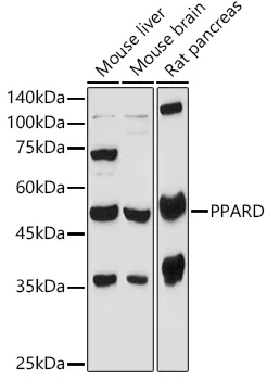PPARD Polyclonal Antibody - image 1