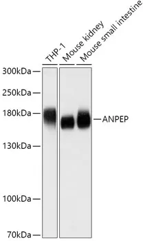 ANPEP Polyclonal Antibody - image 1