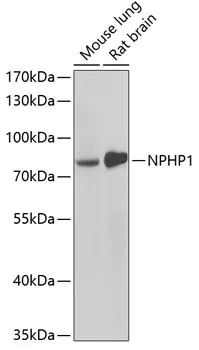 NPHP1 Polyclonal Antibody - image 1