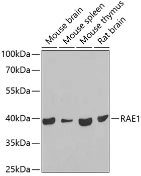 RAE1 Polyclonal Antibody - image 1