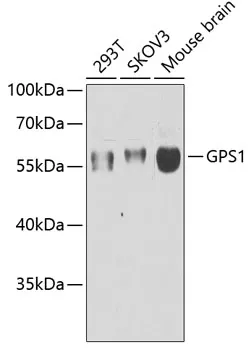 GPS1 Polyclonal Antibody - image 1