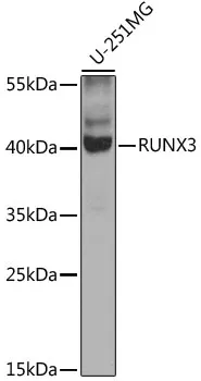 RUNX3 Polyclonal Antibody - image 1