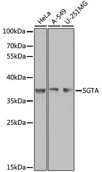(KO Validated) SGTA Polyclonal Antibody - image 1
