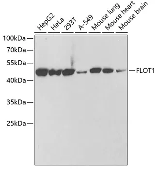 (KO Validated) FLOT1 Polyclonal Antibody - image 1