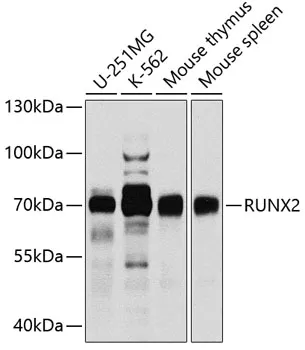 RUNX2 Polyclonal Antibody - image 1