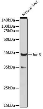 JUNB Polyclonal Antibody - image 1