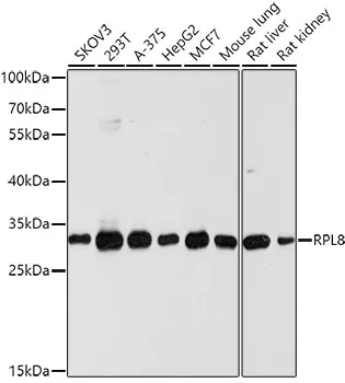 RPL8 Polyclonal Antibody - image 1