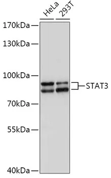 (KO Validated) STAT3 Polyclonal Antibody - image 1