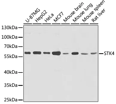 (KO Validated) STK4 Polyclonal Antibody - image 1
