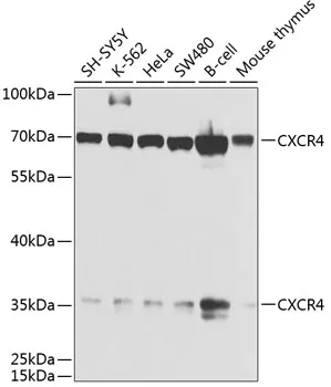 CXCR4 Polyclonal Antibody - image 1