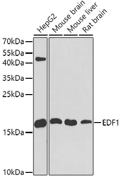(KO Validated) EDF1 Polyclonal Antibody - image 1