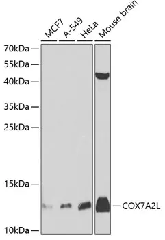 COX7A2L Polyclonal Antibody - image 1