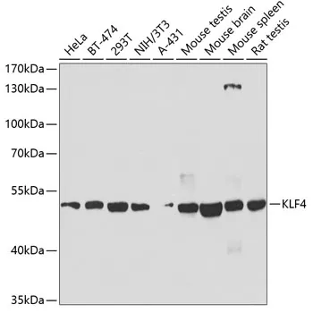 KLF4 Polyclonal Antibody - image 1