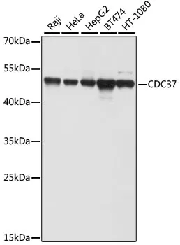 CDC37 Polyclonal Antibody - image 1
