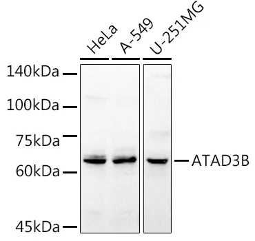 ATAD3B Polyclonal Antibody - image 1