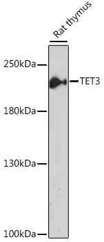TET3 Polyclonal Antibody - image 1