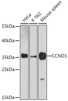 (KO Validated) CCND3 Polyclonal Antibody - image 1