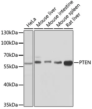 PTEN Polyclonal Antibody - image 1