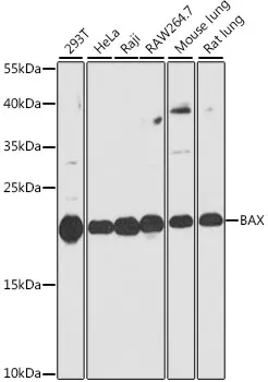 (KO Validated) BAX Polyclonal Antibody - image 1