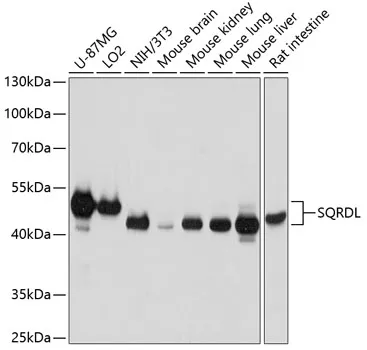 SQRDL Polyclonal Antibody - image 1