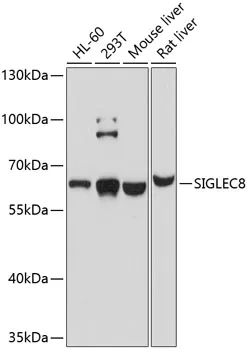 SIGLEC8 Polyclonal Antibody - image 1