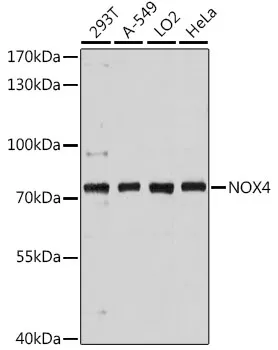 (KO Validated) NOX4 Polyclonal Antibody - image 1