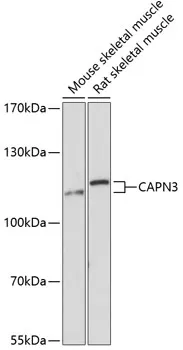CAPN3 Polyclonal Antibody - image 1