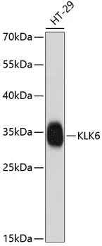 KLK6 Polyclonal Antibody - image 1