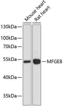 MFGE8 Polyclonal Antibody - image 1