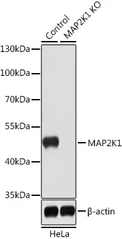 (KO Validated) MAP2K1 Polyclonal Antibody - image 1