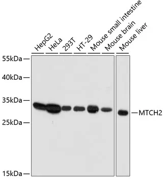 (KO Validated) MTCH2 Polyclonal Antibody - image 1