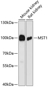 MST1 Polyclonal Antibody - image 1