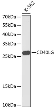 CD40L Polyclonal Antibody - image 1