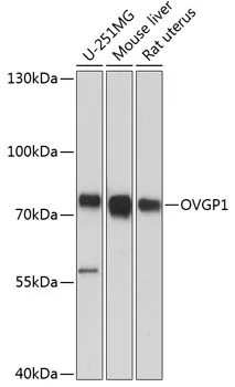 OVGP1 Polyclonal Antibody - image 1