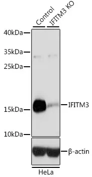 (KO Validated) IFITM3 Polyclonal Antibody - image 1