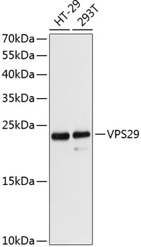 VPS29 Polyclonal Antibody - image 1