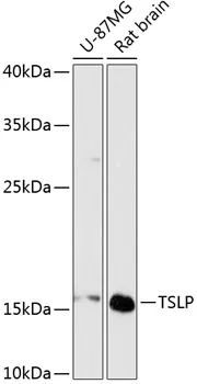 TSLP Polyclonal Antibody - image 1