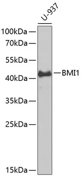 BMI1 Polyclonal Antibody - image 1