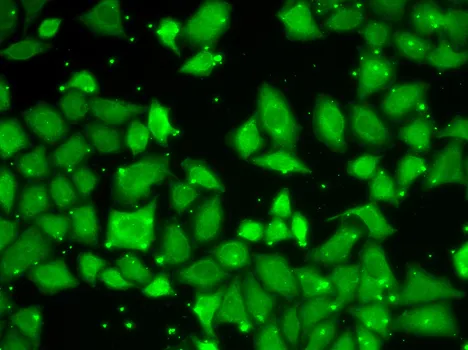 MLST8 Polyclonal Antibody - image 1