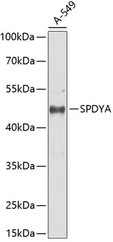 SPDYA Polyclonal Antibody - image 1