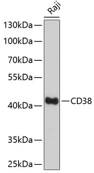 CD38 Polyclonal Antibody - image 1