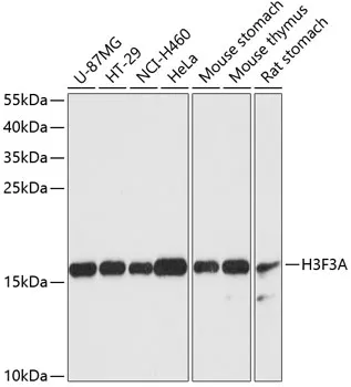 Histone H3.3 Polyclonal Antibody - image 1