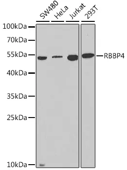 (KO Validated) RBBP4 Polyclonal Antibody - image 1