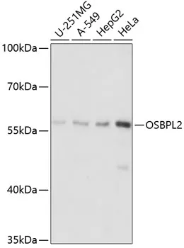 OSBPL2 Polyclonal Antibody - image 1