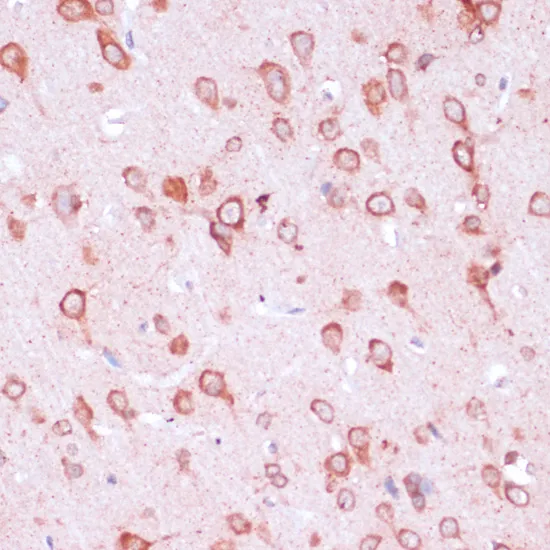 RPL21 Polyclonal Antibody - image 1