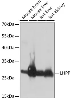 LHPP Polyclonal Antibody - image 1